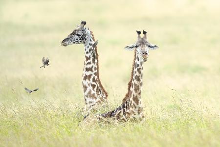 Giraffen in der Masai Mara
