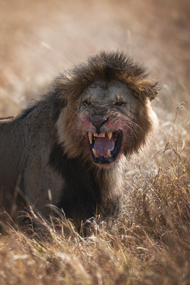 Wütender Löwe von Roberto Marchegiani