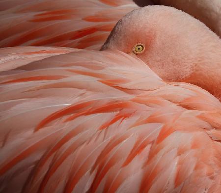 Porträt eines rosa Flamingos
