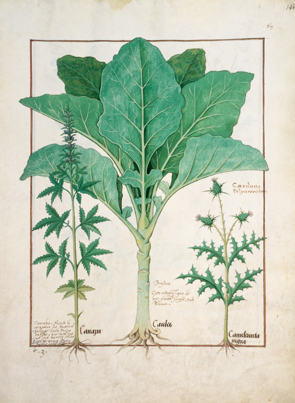 Ms Fr. Fv VI #1 fol.145r Cannabis, Brassica and Thistle von Robinet Testard