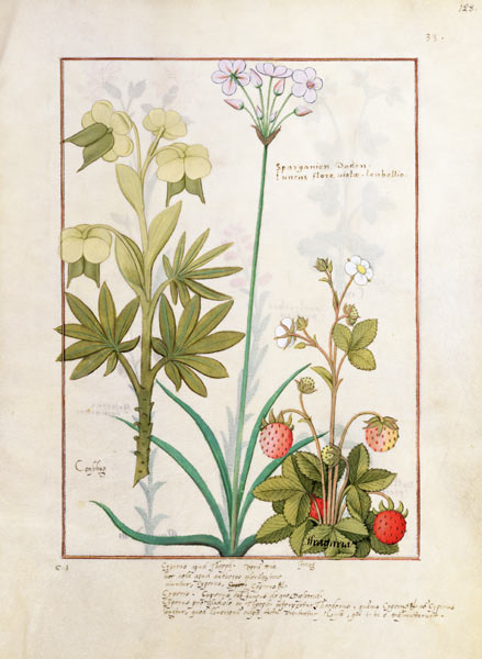 Ms Fr. Fv VI #1 fol.128r Consiligo, Burreed and Strawberry, illustration from 'The Book of Simple Me von Robinet Testard