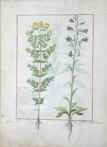 Two flowering plants from 'The Book of Simple Medicines' by Mattheaus Platearius (d.c.1161) von Robinet Testard