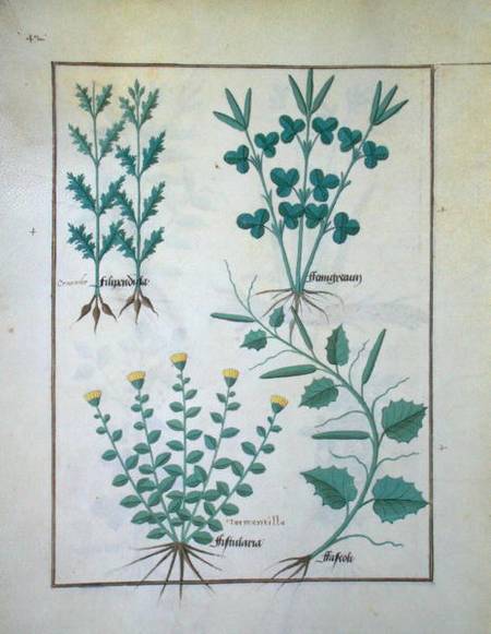 Ms Fr. Fv VI #1 f.132v Top row: Filipendula. Bottom row: Fistularia and Faseolus, illustration from von Robinet Testard