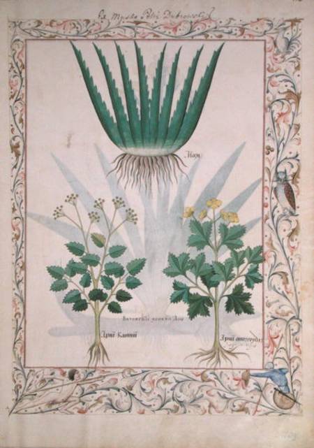 Ms Fr. Fv VI #1 fol.112 Aloe and Apio illustration from 'The Book of Simple Medicines' von Robinet Testard