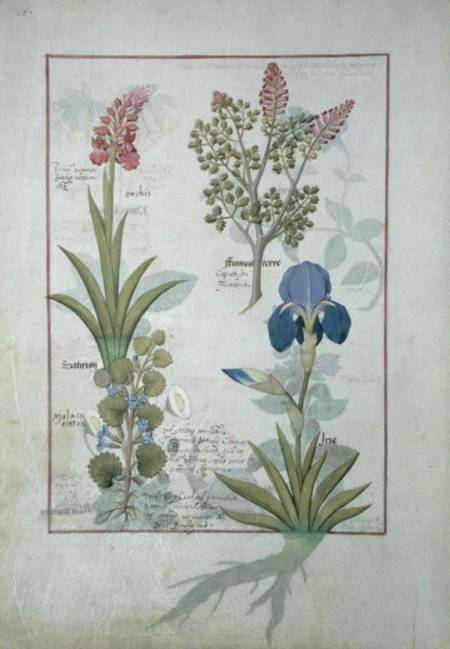 Ms Fr. Fv VI #1 fol.114v Top row: Orchid and Fumitory or Bleeding Heart. Bottom row: Hedera and Iris von Robinet Testard