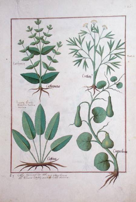 Ms Fr. Fv VI #1 fol.122r Euphorbia Lathyris, Beechwort, Mint and Fig von Robinet Testard