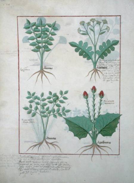 Ms Fr. Fv VI #1 fol.123v Top row: Ligustrum and Acanthus. Bottom row: Grass plant and Apollinaris, i von Robinet Testard