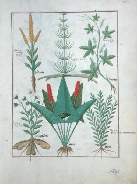 Ms Fr. Fv VI #1 fol.125r Top row: Maize, Equisetum and Labruscae flos. Bottom row: Daisy, Jarus and von Robinet Testard