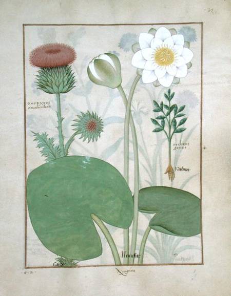 Ms Fr. Fv VI #1 fol.129r Plumed thistle, Water lily and Castor bean plant, illustration from 'The Bo von Robinet Testard