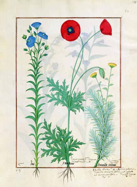 Ms Fr. Fv VI #1 fol.130r Linum, Garden poppies and Abrotanum, illustration from 'The Book of Simple von Robinet Testard
