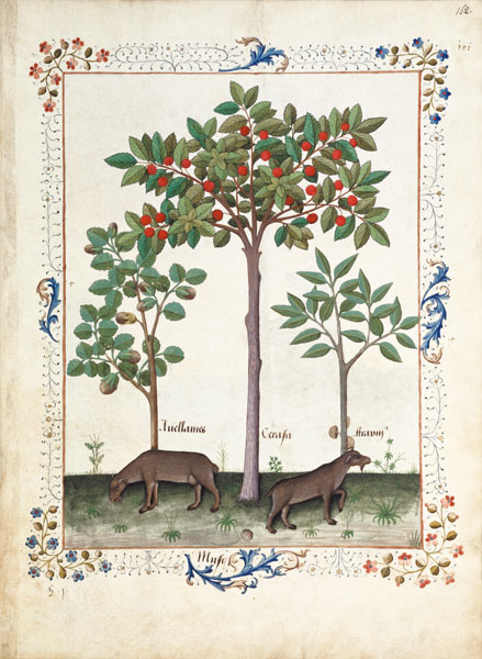 Ms Fr. Fv VI #1 fol.162r Hazelnut Bush (left) and Cherry tree (centre) von Robinet Testard