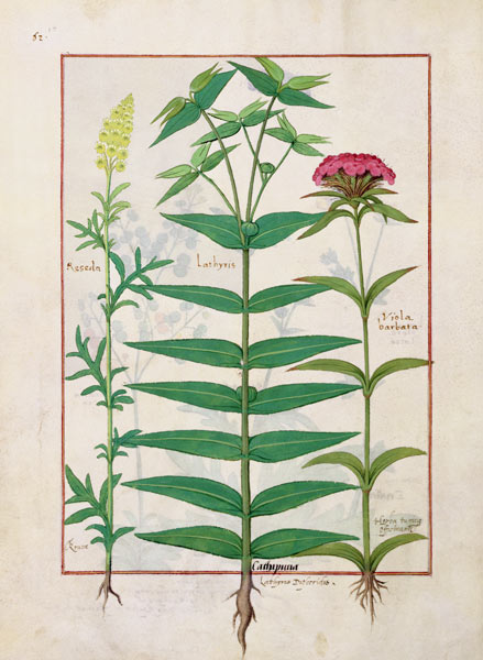 Ms Fr. Fv VI #1 fol. Reseda, Euphorbia and Dianthus von Robinet Testard