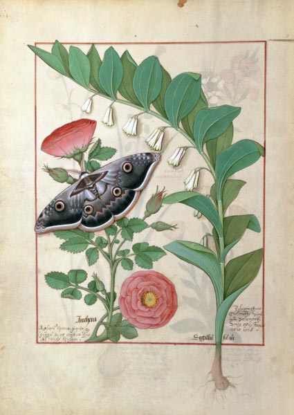 Rose and Polygonatum (Solomon's Seal) illustration from 'The Book of Simple Medicines' by Mattheaus von Robinet Testard