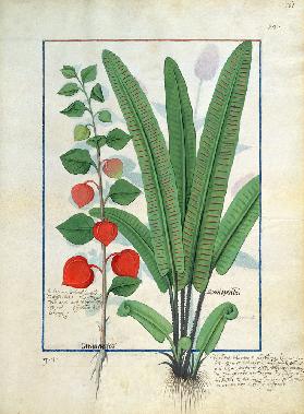 Physalis (left) Illustration from the 'Book of Simple Medicines' by Mattheaus Platearius (d.c.1161) c.1470