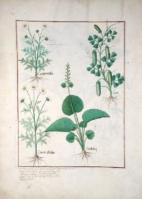 Chamomile (top left) and Cucumber (right) Illustration from 'The Book of Simple Medicines' by Matthe c.1470