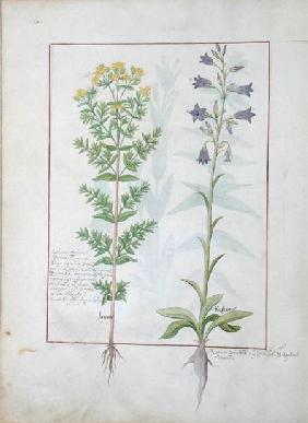 Two flowering plants from 'The Book of Simple Medicines' by Mattheaus Platearius (d.c.1161) c.1470