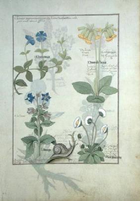 Ms Fr. Fv VI #1 fol.114 Top row: Blue Clematis or Crowfoot and Primula. Bottom row: Borage or Forget  c.1470