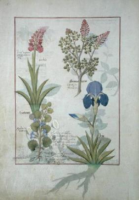 Ms Fr. Fv VI #1 fol.114v Top row: Orchid and Fumitory or Bleeding Heart. Bottom row: Hedera and Iris c.1470
