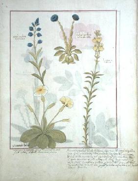 Ms Fr. Fv VI #1 fol.117 Top row: Onobrychis or Sainfoin, and Aphyllanthes. Bottom row: Linaria Lutea c.1470