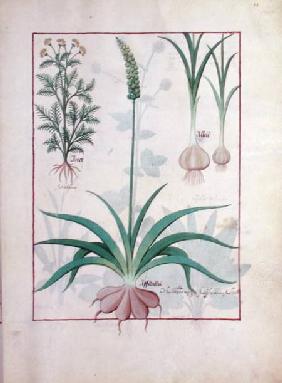 Ms Fr. Fv VI #1 fol.119r Garlic and other plants c.1470