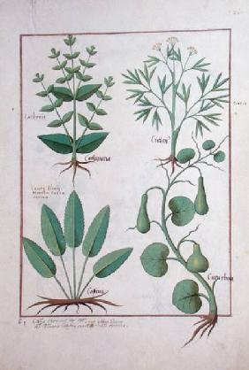 Ms Fr. Fv VI #1 fol.122r Euphorbia Lathyris, Beechwort, Mint and Fig c.1470