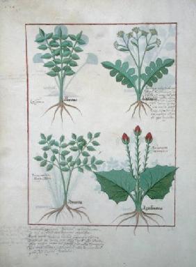 Ms Fr. Fv VI #1 fol.123v Top row: Ligustrum and Acanthus. Bottom row: Grass plant and Apollinaris, i c.1470