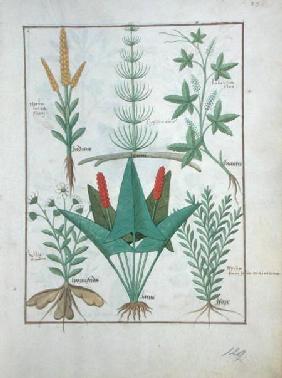 Ms Fr. Fv VI #1 fol.125r Top row: Maize, Equisetum and Labruscae flos. Bottom row: Daisy, Jarus and c.1470