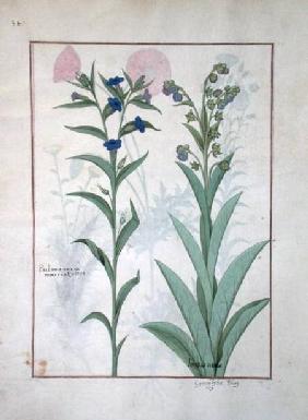 Ms Fr. Fv VI #1 fol.130v Pulmonaria and Lungwort, illustration from 'The Book of Simple Medicines' c.1470