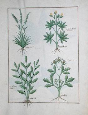 Ms Fr. Fv VI #1 fol. 126r Top row: Lolni and Geranium. Bottom row: Daphnoides and Parsley, illustrat c.1470
