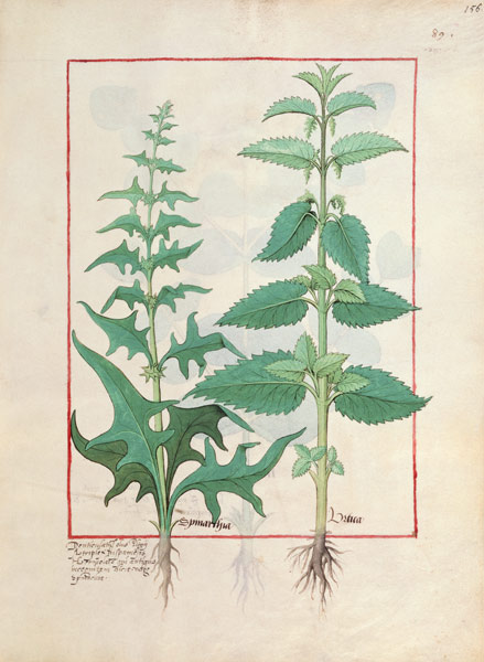 Urticaceae (Nettle Family) Illustration from the 'Book of Simple Medicines' by Mattheaus Platearius von Robinet Testard