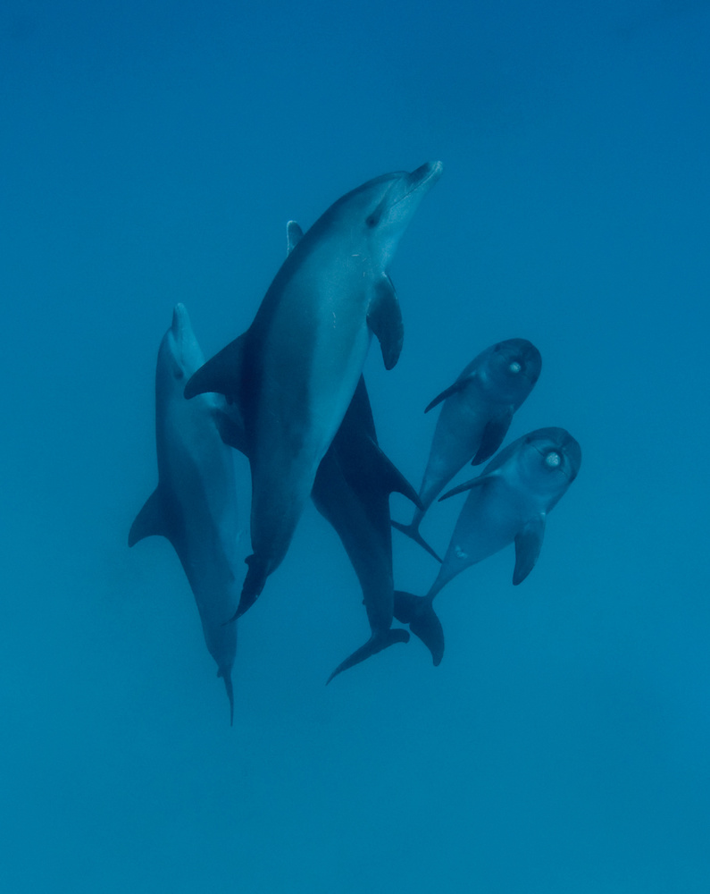 Delfine 6 von Romano Molinari
