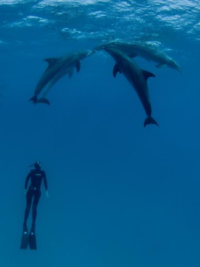 Delfine und die Frau 2