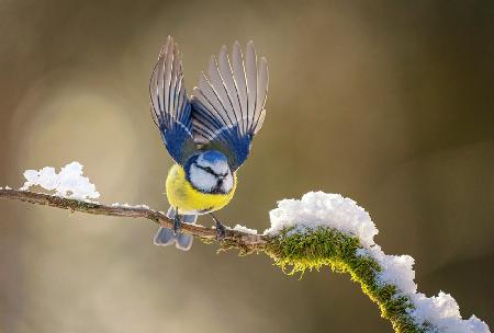 Eurasische Blaumeise