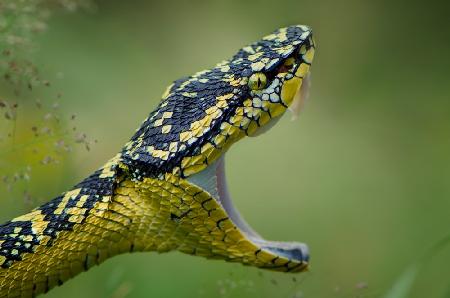 Borneo-Viper