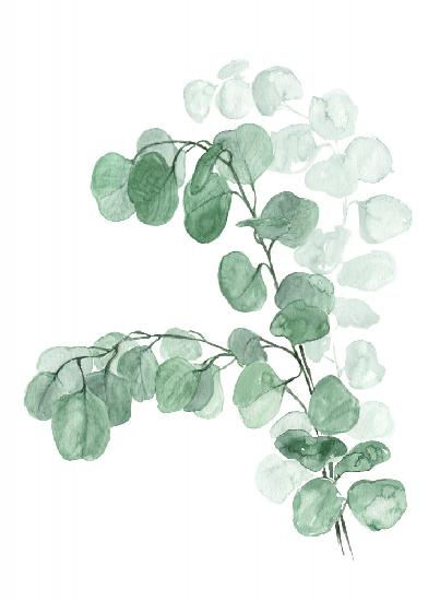 Aquarell-Silberdollar-Eukalyptus