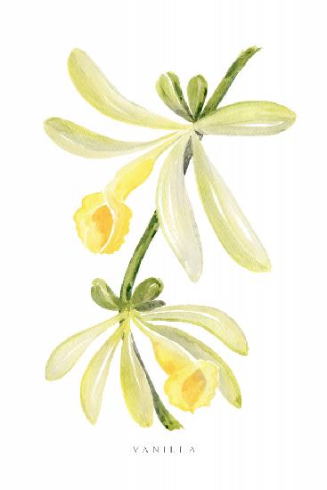 Aquarell-Vanille-Orchidee