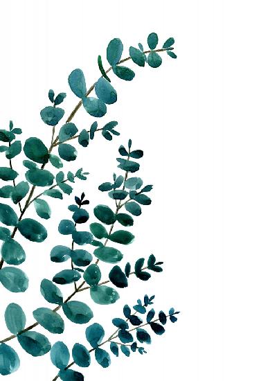 Blaugrünes Aquarell Eukalyptus II