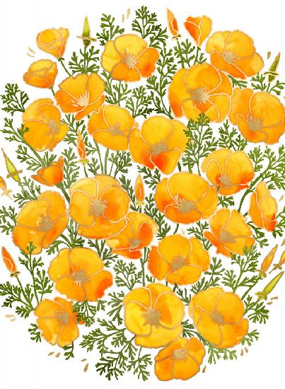 Kalifornische Mohnblumen mit Goldakzent