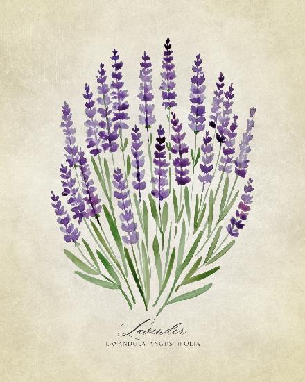 Lavendel-Jahrgang