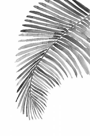 Palmblatt in losem Aquarell sw