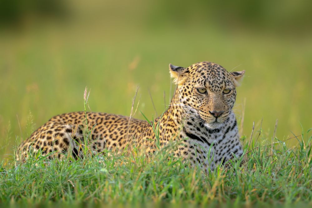 Der Leopard von Roshkumar