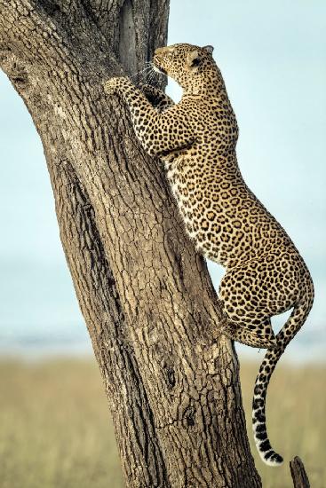 Leopard in Afrika