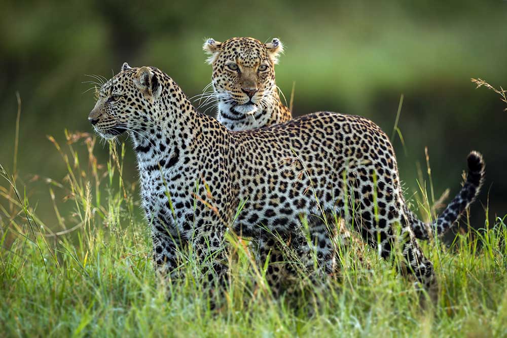 Leopardenfamilie von Roshkumar