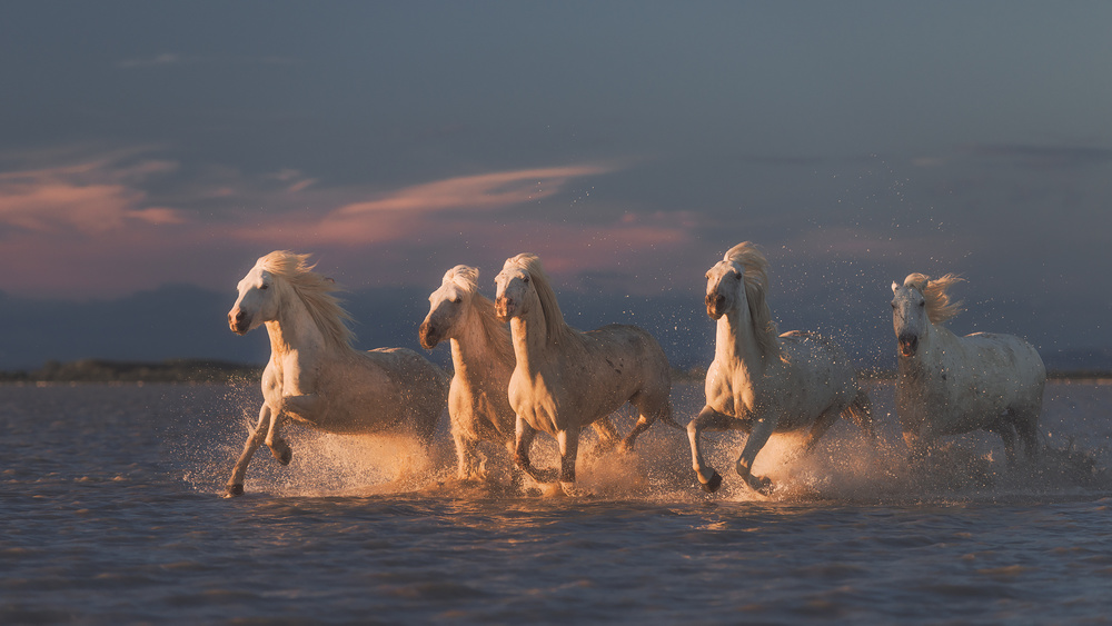 Camargue-Pferde bei Sonnenuntergang von Rostovskiy Anton