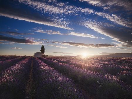 Lavendel-Sonnenaufgang