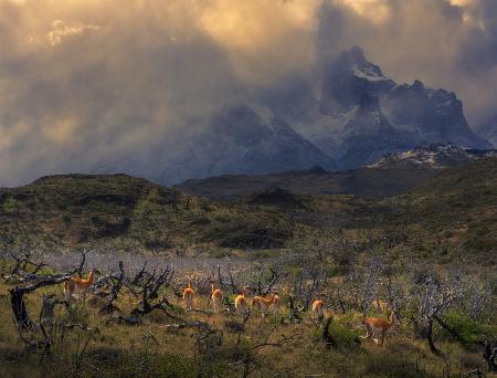 Frühling in Torres del Paine