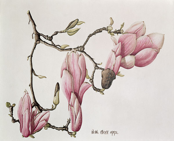 Magnolia X Soulangiana, 1992 (w/c on paper)  von Ruth  Hall