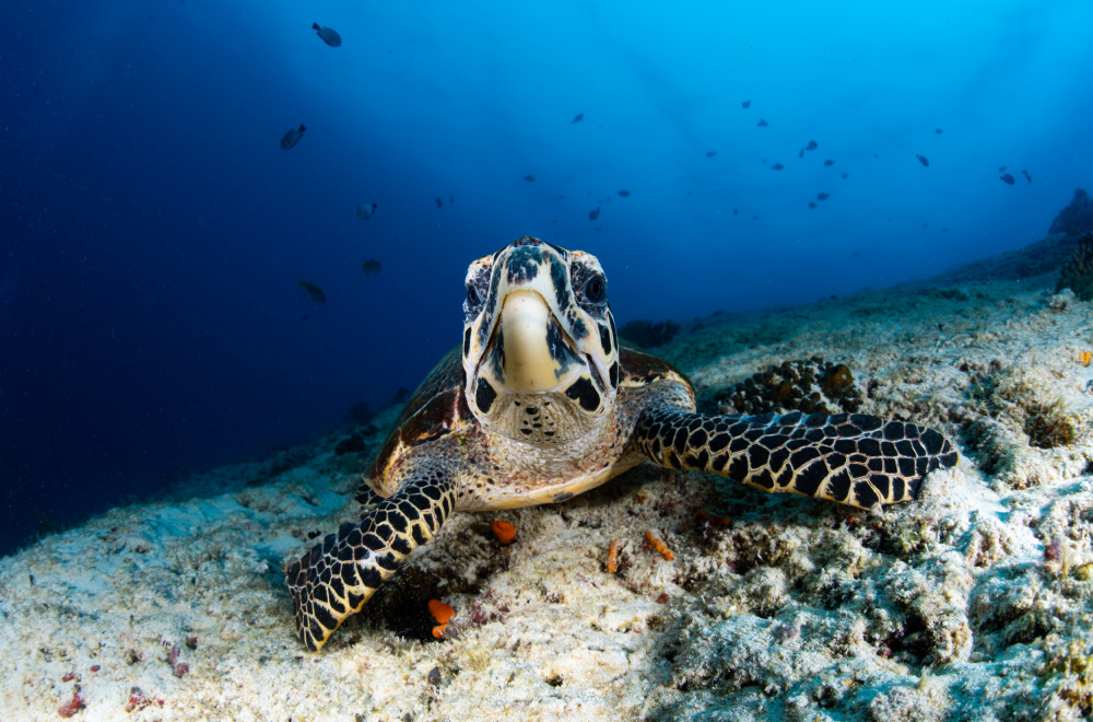 Meeresschildkröte schaut dich an von Ryan Y Lin