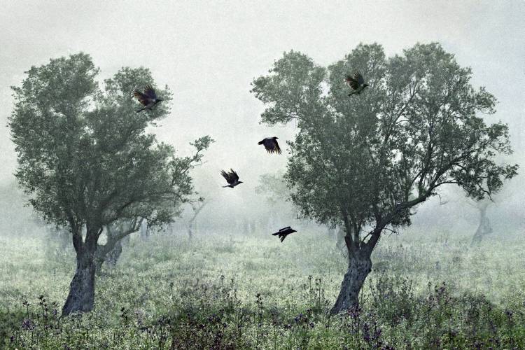 Crows in the mist von S. Amer
