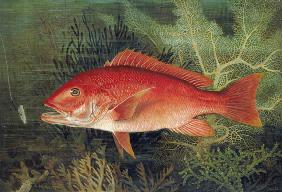 Red Snapper, from 'Game Fishes of the United States', published 1878 (chromolitho)